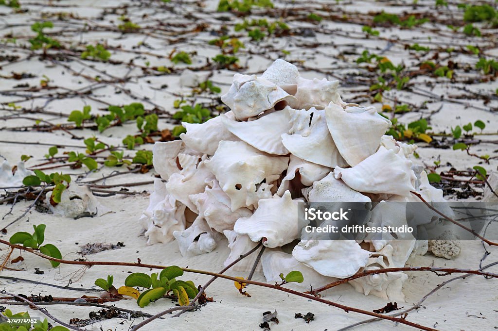 Coin Shell Beach Conch Shells On Beach Stock Photo - Download Image Now - 2015, Animal ...