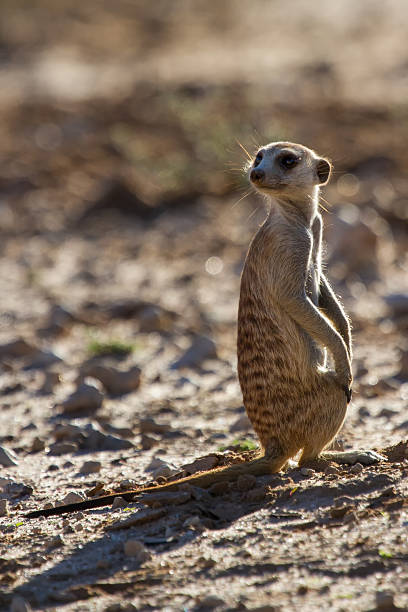 istock Suricate sentry standing in the early morning sun looking 474975090