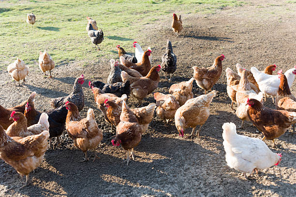 Free Range Foraging Chickens at Organic Farm