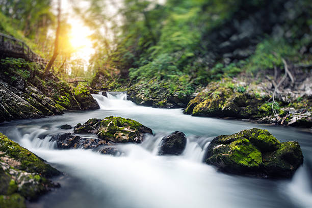 corriente de agua - flowing water stream moss river fotografías e imágenes de stock