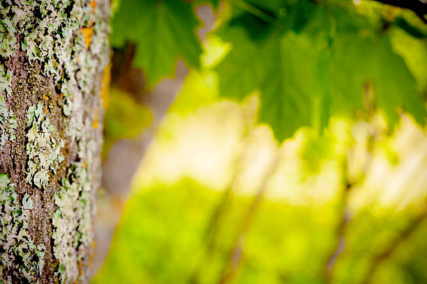 Maple leaves stock photo