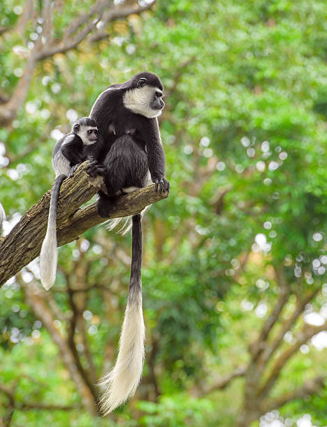 istock Baby colobus monkey with its mom in rainforest 474977044