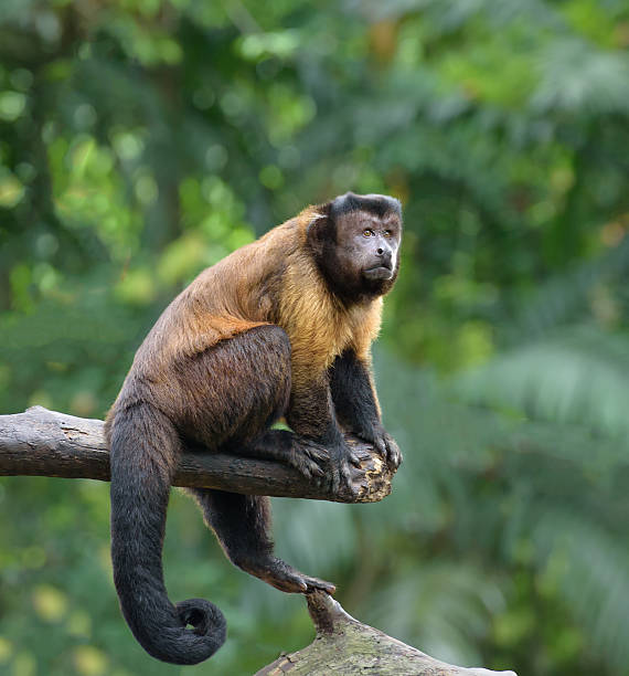 ブラウンオマキザルに座るツリーレインフォレストに - brown capuchin monkey ストックフォトと画像