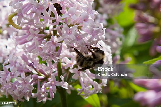 호박벌 On 라일락 꽃 0명에 대한 스톡 사진 및 기타 이미지 - 0명, 계절, 곤충