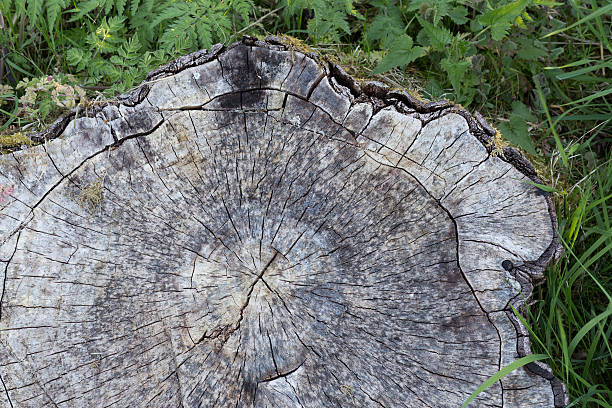 istock Cross Section of Old Tree Trunk Surrounded With Grass Nettle 474977706