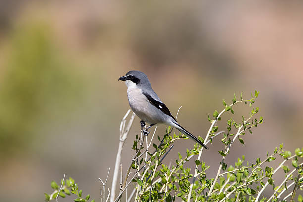 istock Southern Grey Shrike perched on top of a bush 474982256