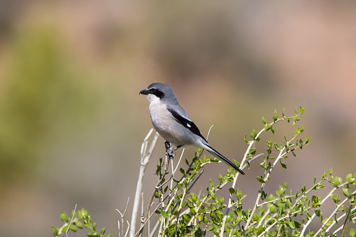 A Southern Grey Shrike (Lanius meridionalis) perched on top of a bush looking for prey, against a clear, blurred, natural background, Andalucia, Spain