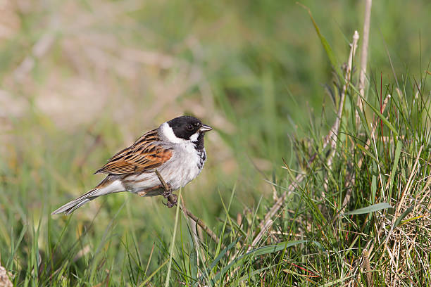 istock Male Common Reed Bunting perched amongst grass 474982268