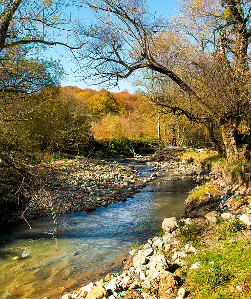 istock landscapes colors tree green forest leaf nature sunlight 474982870