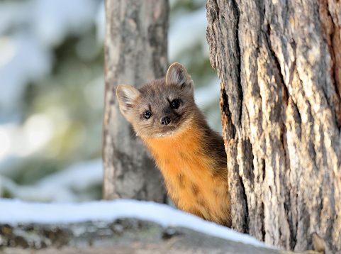 a Pine Marten checks me out from behind a tree in Yellowstone National Park