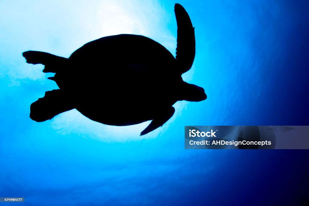 Sea turtle silhouette Shot in Sipadan Borneo with sunlight in ocean In Silhouette Stock Photo