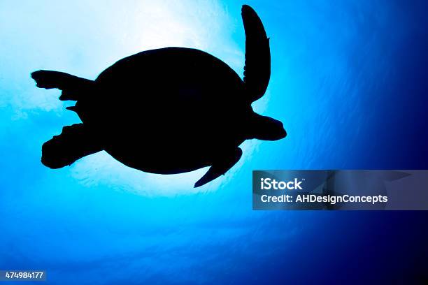 Sea Turtle Silhouette Stock Photo - Download Image Now - In Silhouette, Sea Turtle, Animal