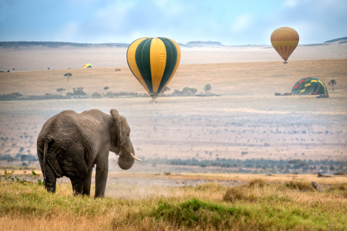 African elephant ,  foggy morning, ballons landing on background,  Masai Mara National Reserve, Kenya