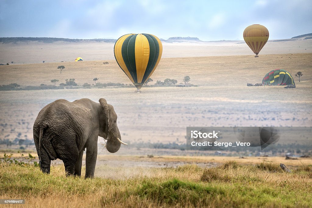 African  Elephant African elephant ,  foggy morning, ballons landing on background,  Masai Mara National Reserve, Kenya Maasai Mara National Reserve Stock Photo
