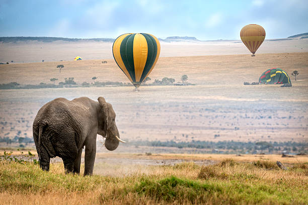 African Elephant African elephant , foggy morning, ballons landing on background, Masai Mara National Reserve, Kenya grassland in morning sunrise stock pictures, royalty-free photos & images