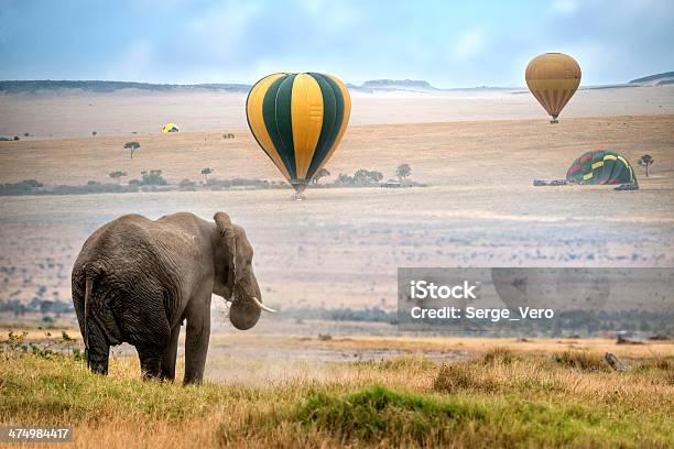 African Elephant Stock Photo - Download Image Now - Maasai Mara National Reserve, Hot Air Balloon, Safari