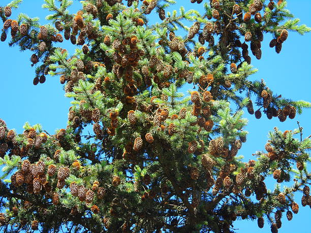 istock Bumps against the blue sky. 474985622