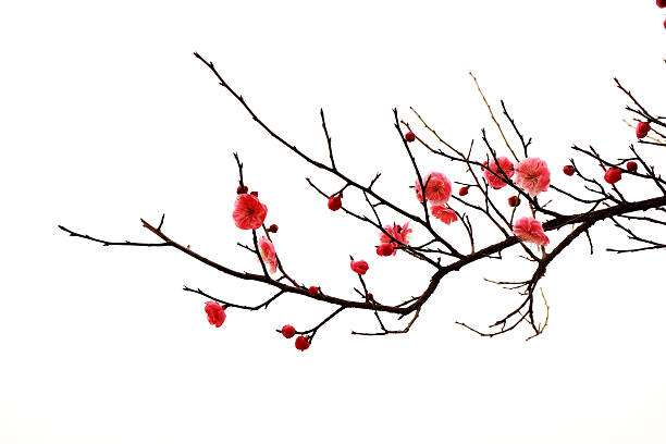 istock fresh plum tree flowers isolated on white background 474986200