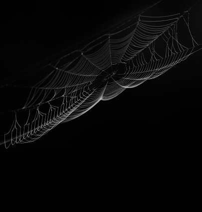 Spider Web On  Black Background