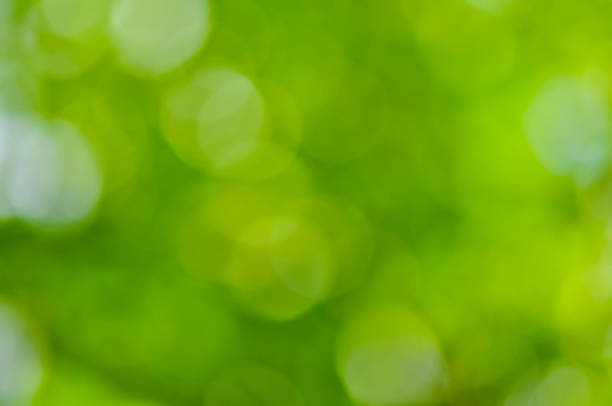 istock abstract green defocused nature for background 474986500