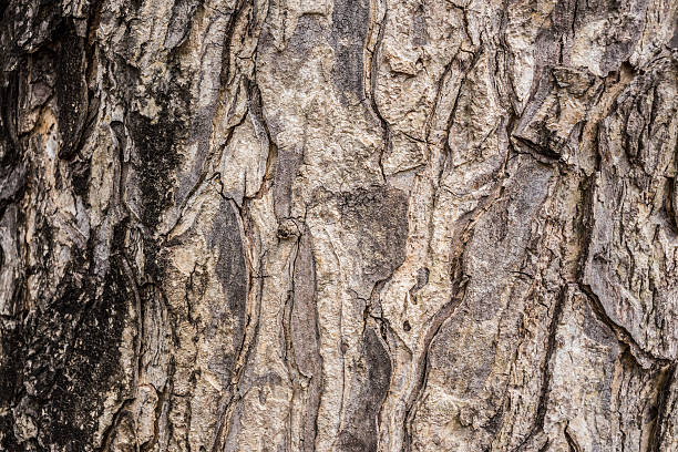 Bark of tree stock photo