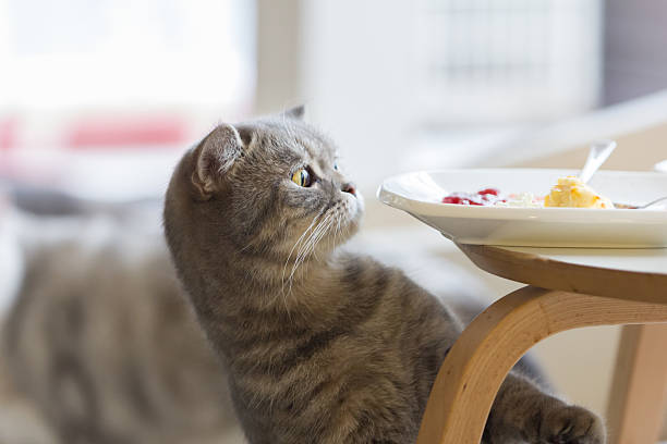 istock Bowl of cat looking food. 474987982