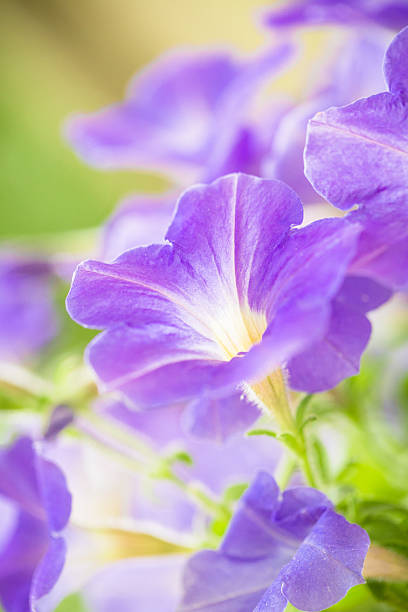 Close up of a pink petunia flower