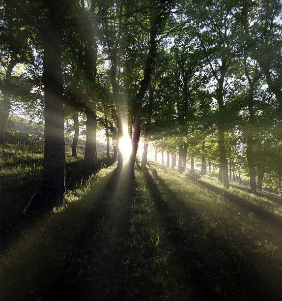 Rising sun making shadows of trees stock photo