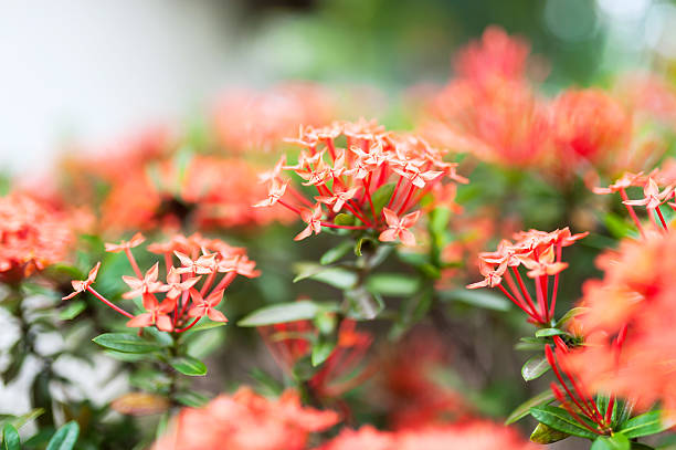 istock ixora small flower in sun light 474989380