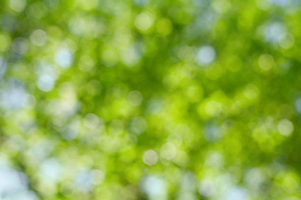 istock summer tree out of focus, natural bokeh background 474989506