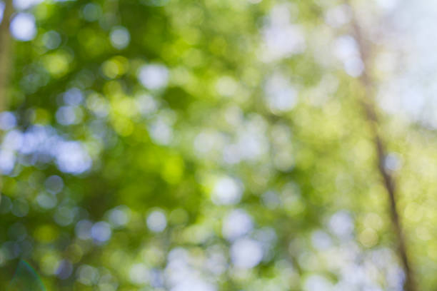 istock summer tree out of focus, natural bokeh background 474989514