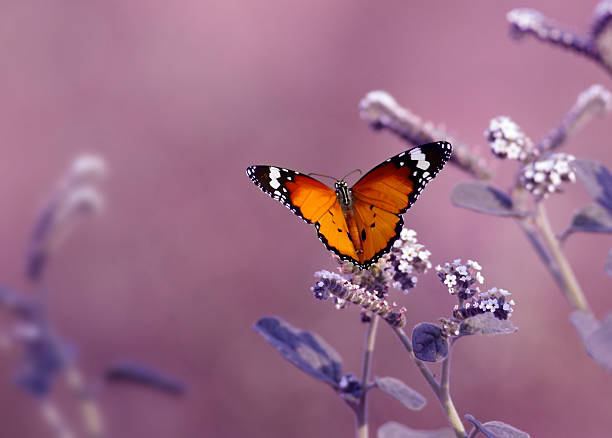 Butterfly on Pink back drop stock photo