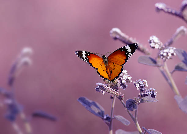 borboleta-de-rosa volta em queda - metamorphism imagens e fotografias de stock