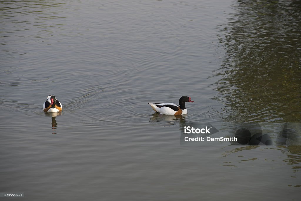 pato - Foto de stock de Animal royalty-free