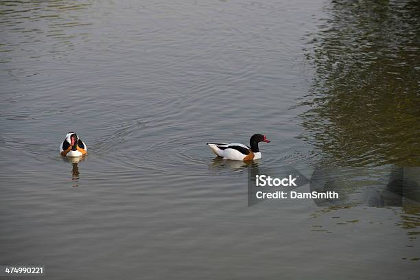 Foto de Pato e mais fotos de stock de Animal - Animal, Animal selvagem, Asa animal