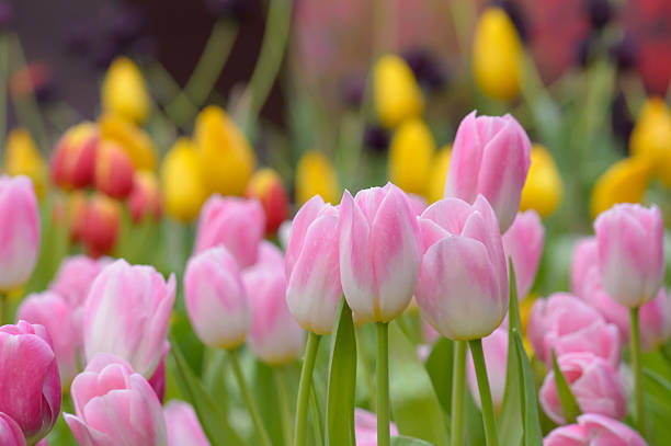 istock Tulip. Beautiful bouquet of tulips 474991008