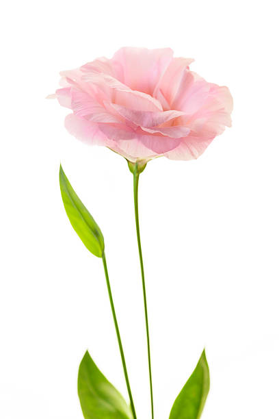 istock Pure pink eustoma with fresh leaves isolated on white 474991064