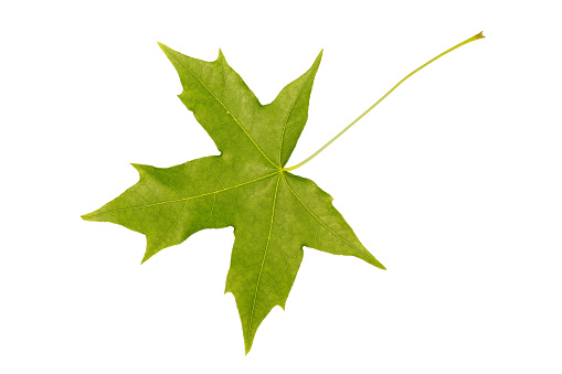 Early spring Sweet Gum tree leaf (Liquidambar styracifula).