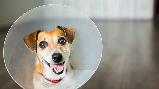 vet dog collar cute Close up portrait of funny Dog Jack Russell terrier sitting with vet plastic Elizabethan Collar cone shape stock pictures, royalty-free photos & images