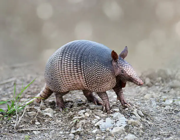 Nine-banded Armadillo In Florida Wetlands