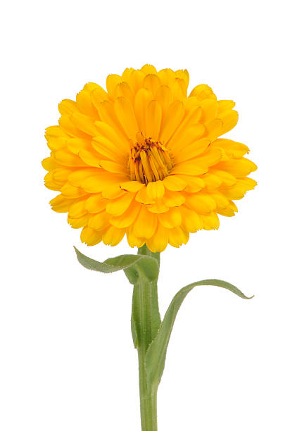 istock Calendula (Pot Marigold) Flower Isolated on White Background 474991670