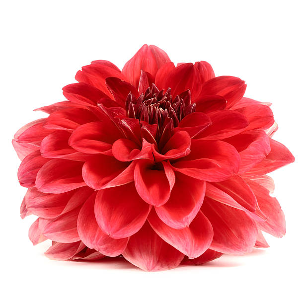 istock Red Dahlia Flower Isolated on White Background 474991674