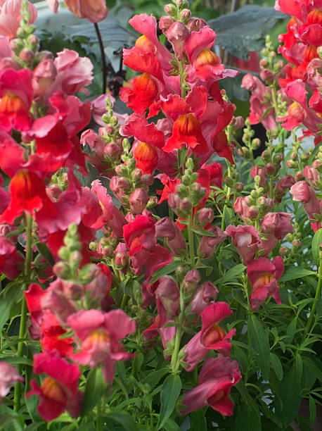 istock Red and pink snapdragon flowers 474991796