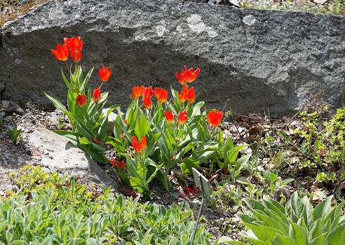 Red tulips in rock crevice on a sunny day of spring, Sweden in May.