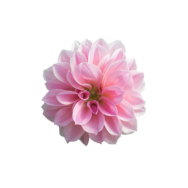 istock Sweet pink Dahlia flowers 474992290