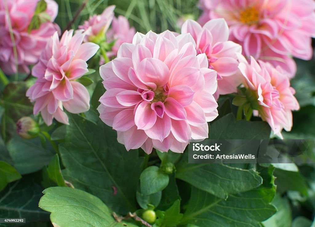 Sweet pink Dahlia flowers Sweet pink Dahlia flowers in May. 2015 Stock Photo