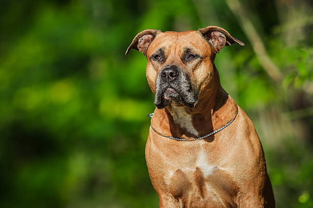 istock American Staffordshire Terrier 474992916