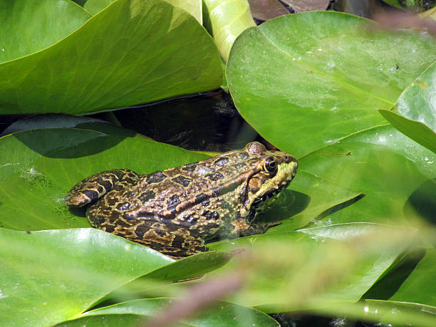 rã no lago - frog water lily pond sunlight imagens e fotografias de stock