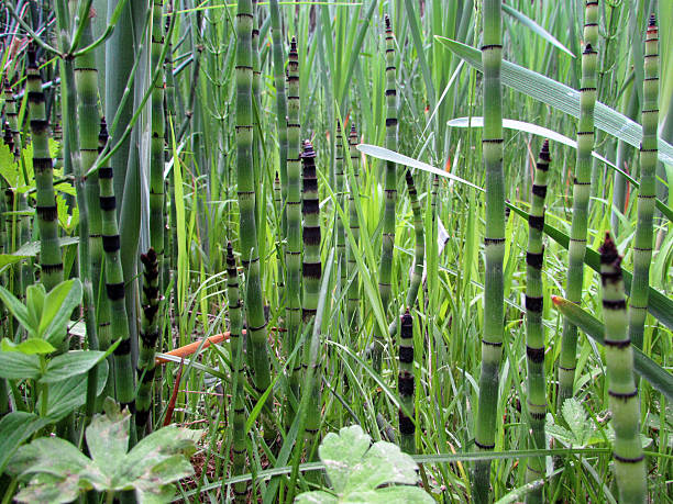 Equisetum hyemale sprouts Bunch of Equisetum hyemale sprouts, also known as a rough horsetail, scouring rush, scouringrush horsetail or zen plant horsetail bamboo stock pictures, royalty-free photos & images