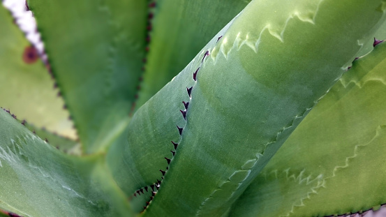 Agave salmiana or Agave ferox  also known as a green goblet flashy epithet